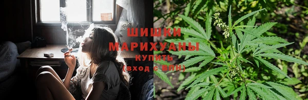 индика Алзамай